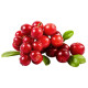 Купити концентрат соку журавлини